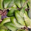Hoya sp. Gayo (CNS 005)
