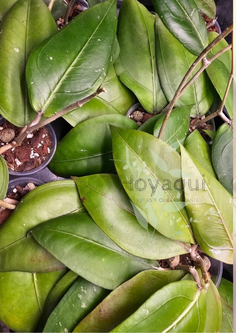 Hoya sp. Gayo (CNS 005)