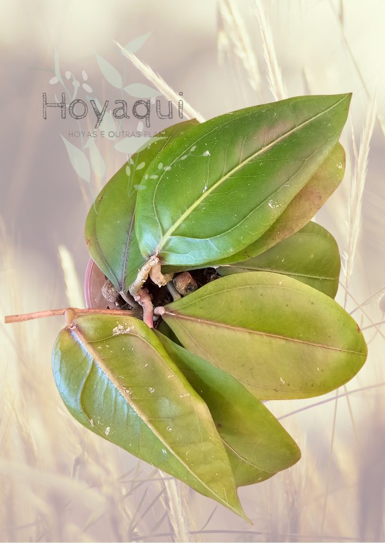 Hoya sp. Gayo (CNS 005)
