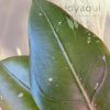 Hoya sp. Gayo (CNS 005)
