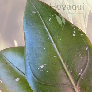 Hoya sp. Gayo (CNS 005)