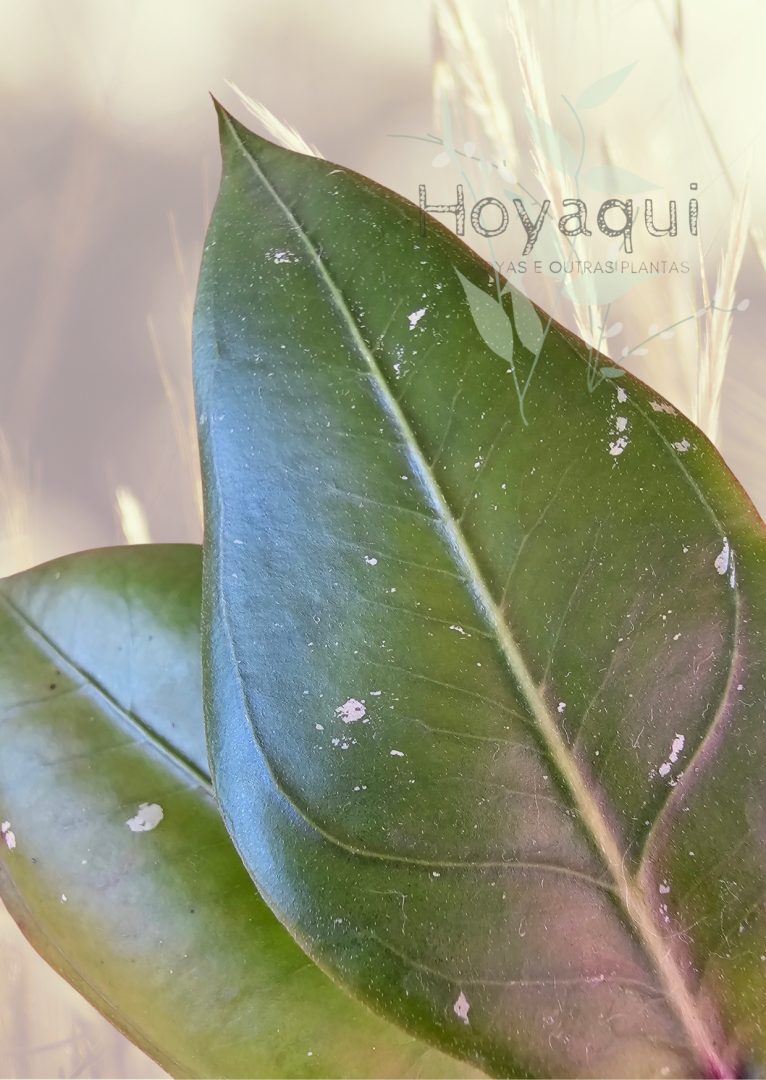 Hoya sp. Gayo (CNS 005)