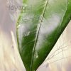 Hoya sp. Gayo (CNS 005)