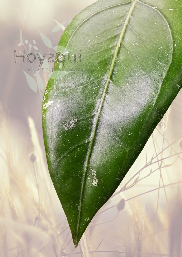 Hoya sp. Gayo (CNS 005)