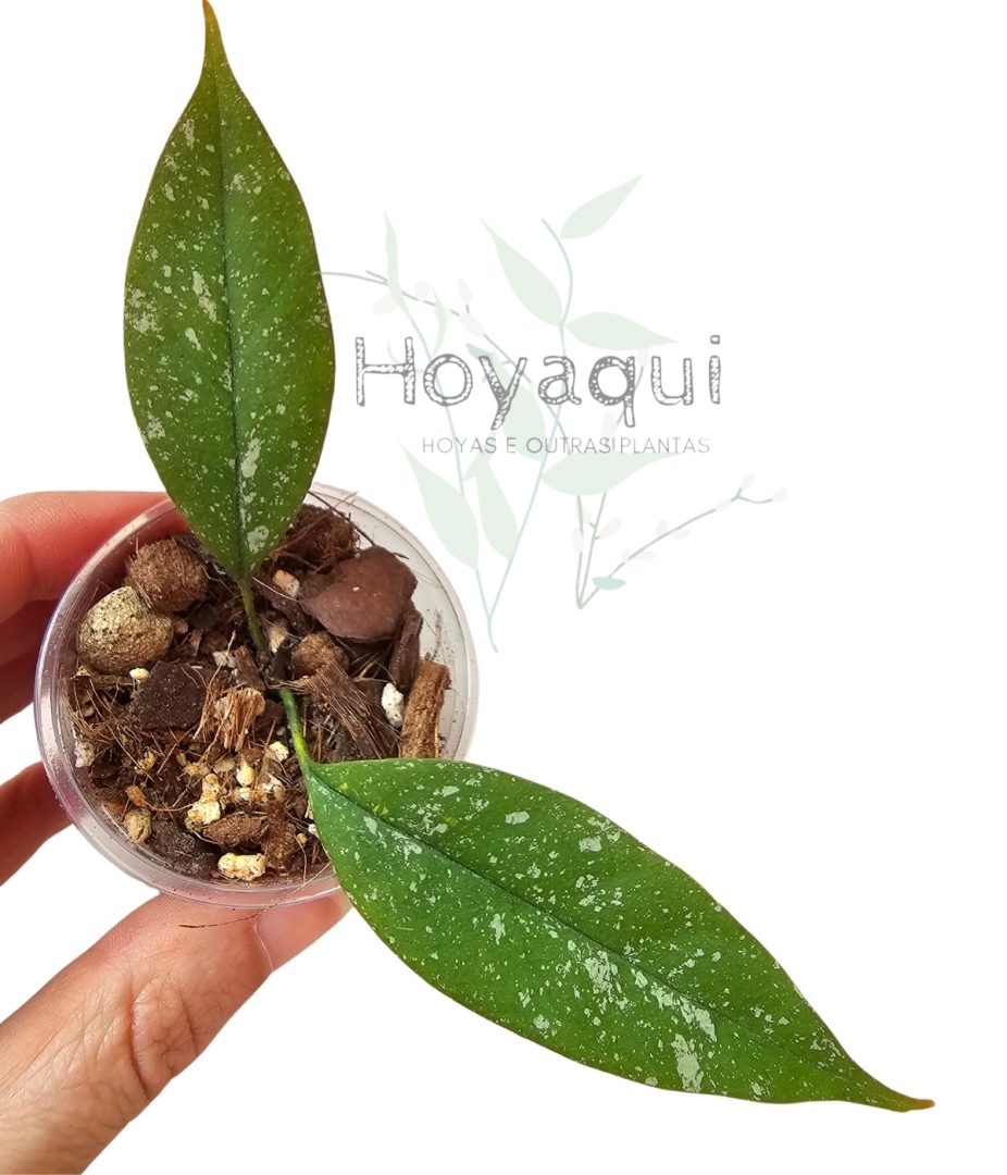 Hoya multiflora mini splash