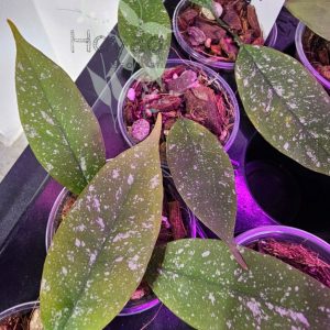 Hoya multiflora mini splash