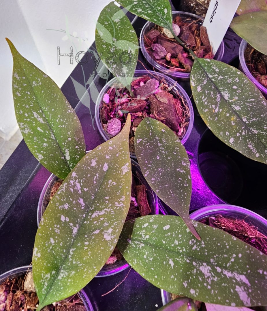 Hoya multiflora mini splash
