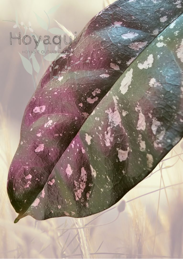 Hoya occultata (splash) Hoya occultata (splash)