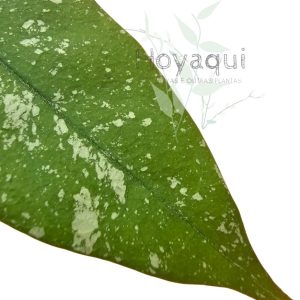 Hoya multiflora mini splash