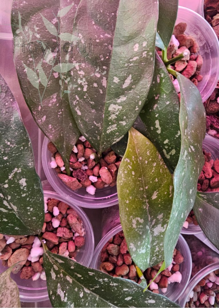 Hoya occultata (splash) Hoya occultata (splash)