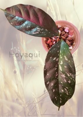 Hoya occultata (splash)