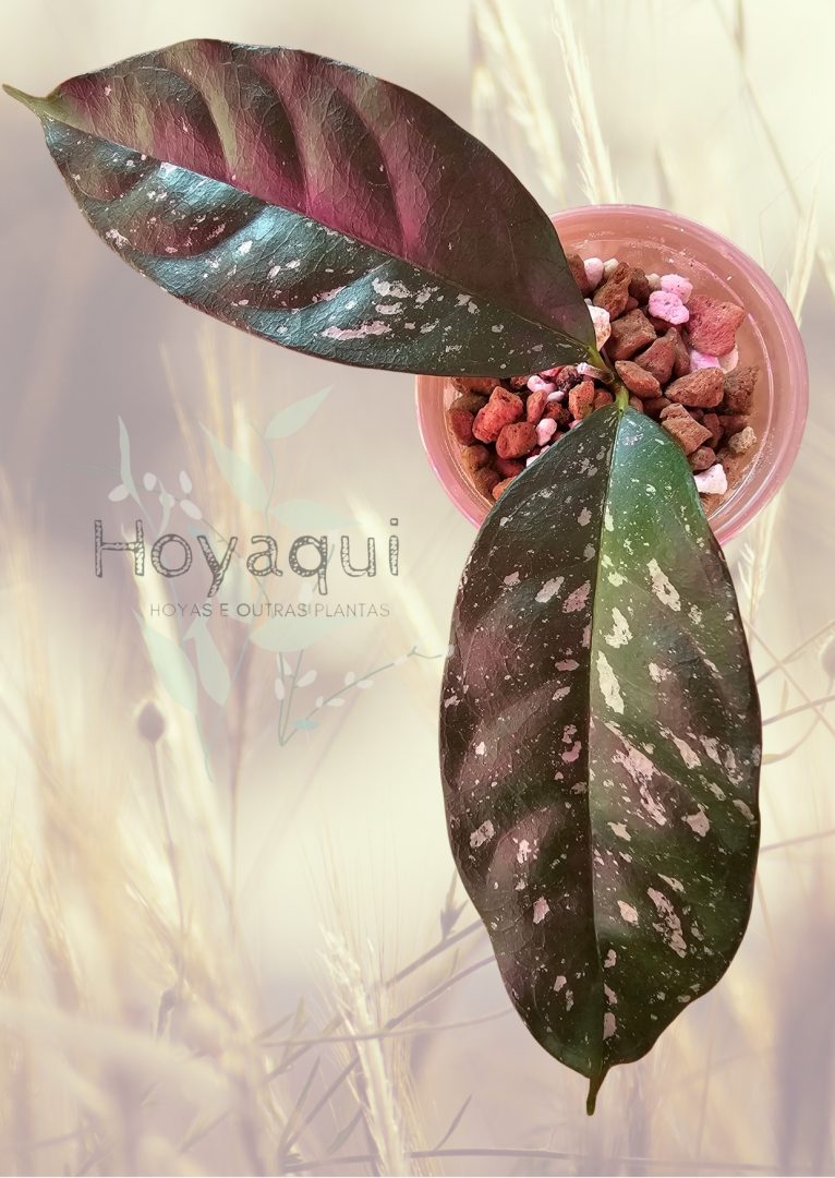 Hoya occultata (splash) Hoya occultata (splash)