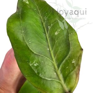 Hoya sp. Gayo (CNS 005)