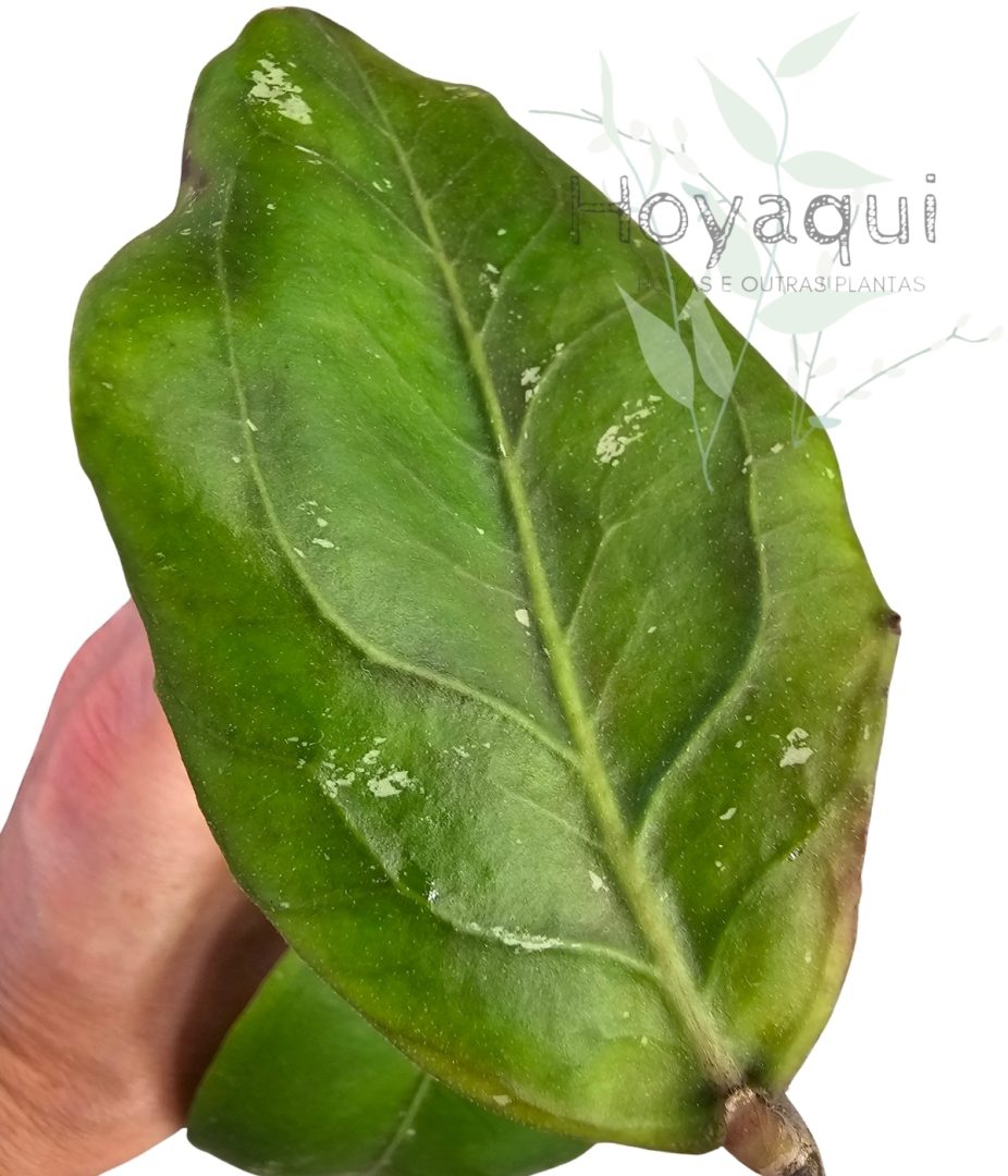 Hoya sp. Gayo (CNS 005)