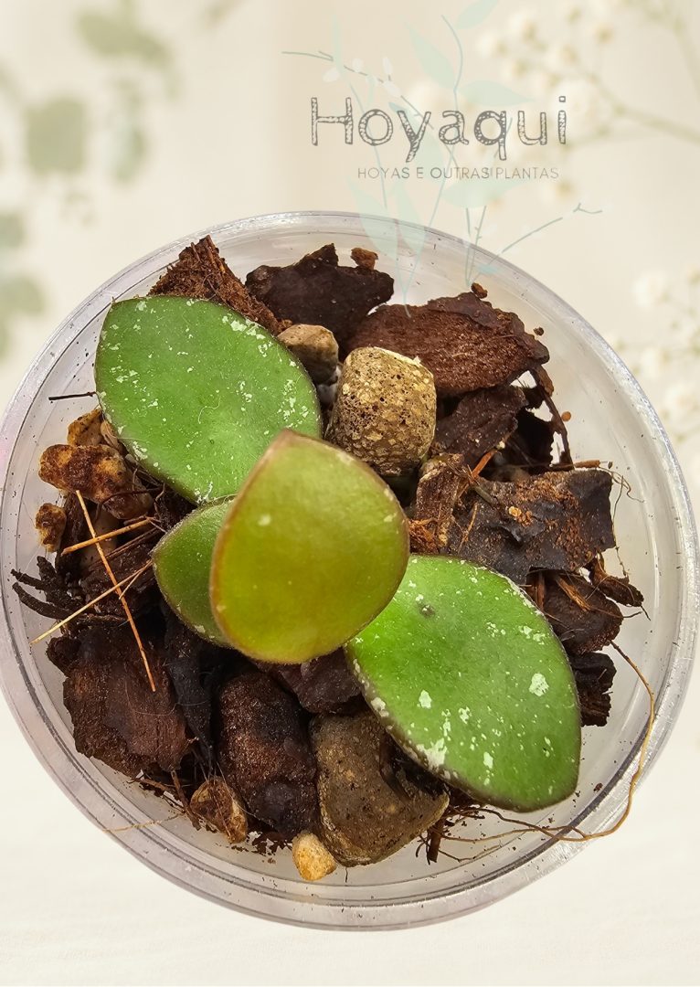 Hoya NOID small round leaf