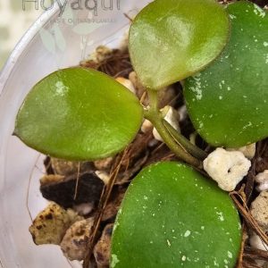 Hoya NOID small round leaf