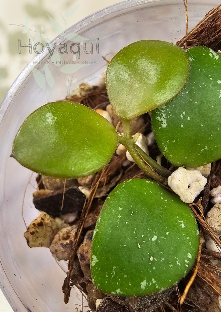 Hoya NOID small round leaf
