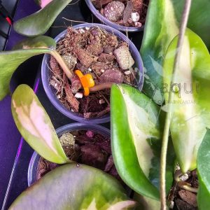 Hoya diversifolia ‘Maharani’