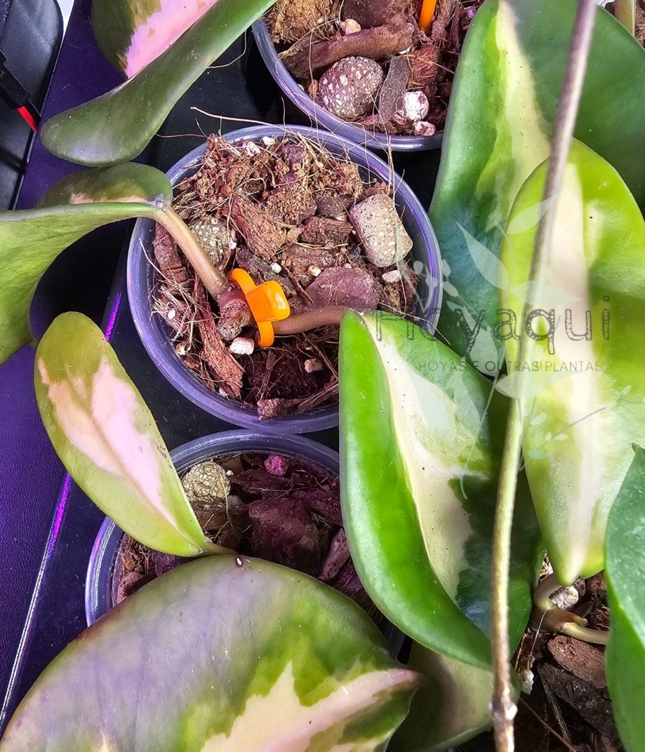 Hoya diversifolia ‘Maharani’