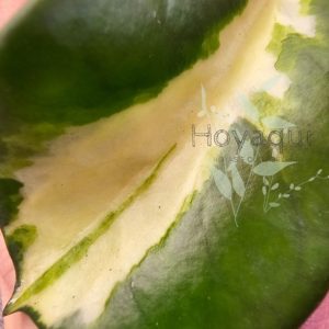 Hoya diversifolia ‘Maharani’