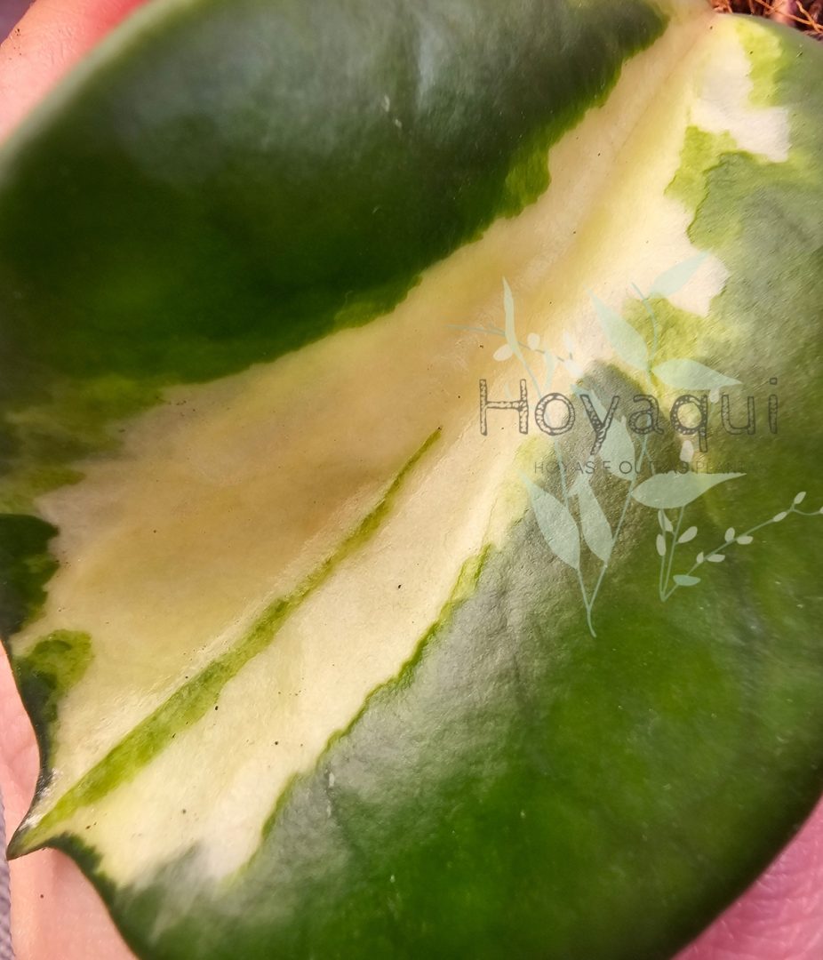 Hoya diversifolia ‘Maharani’