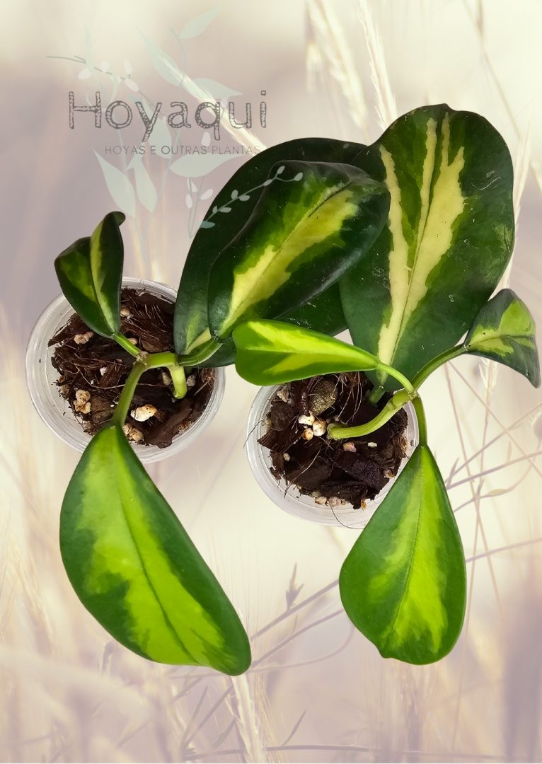 Hoya diversifolia ‘Maharani’ Hoya diversifolia ‘Maharani’