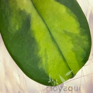 Hoya diversifolia ‘Maharani’