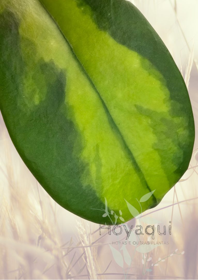 Hoya diversifolia ‘Maharani’ Hoya diversifolia ‘Maharani’