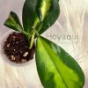 Hoya diversifolia ‘Maharani’