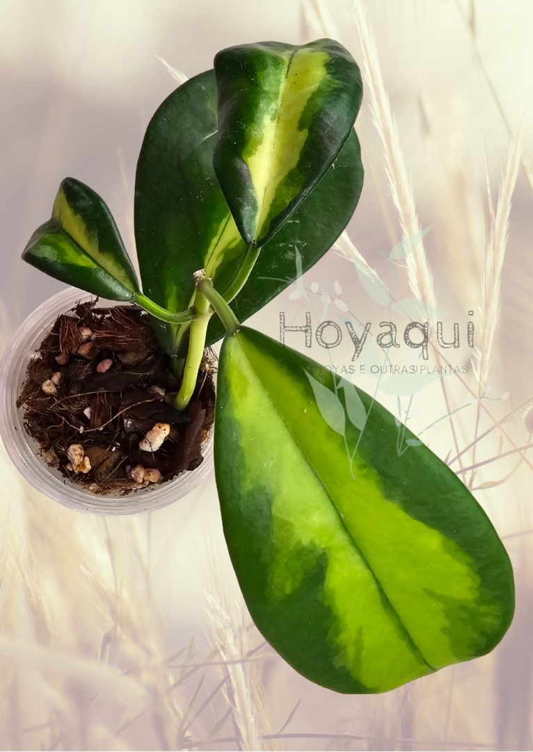 Hoya diversifolia ‘Maharani’ Hoya diversifolia ‘Maharani’