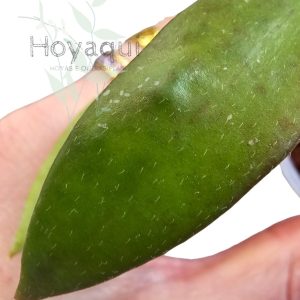 Hoya micrantha