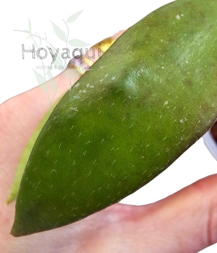 Hoya micrantha