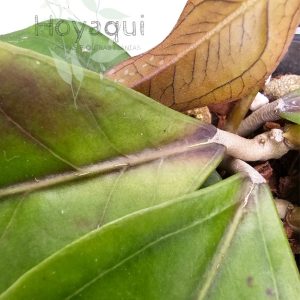 Hoya sp. Gayo CNS 005