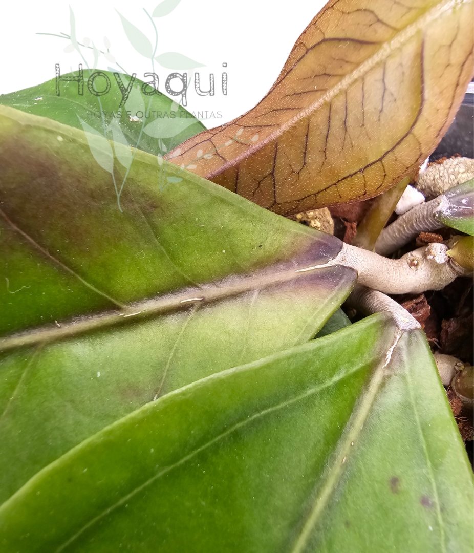 Hoya sp. Gayo CNS 005