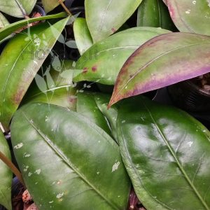 Hoya sp. Gayo CNS 005