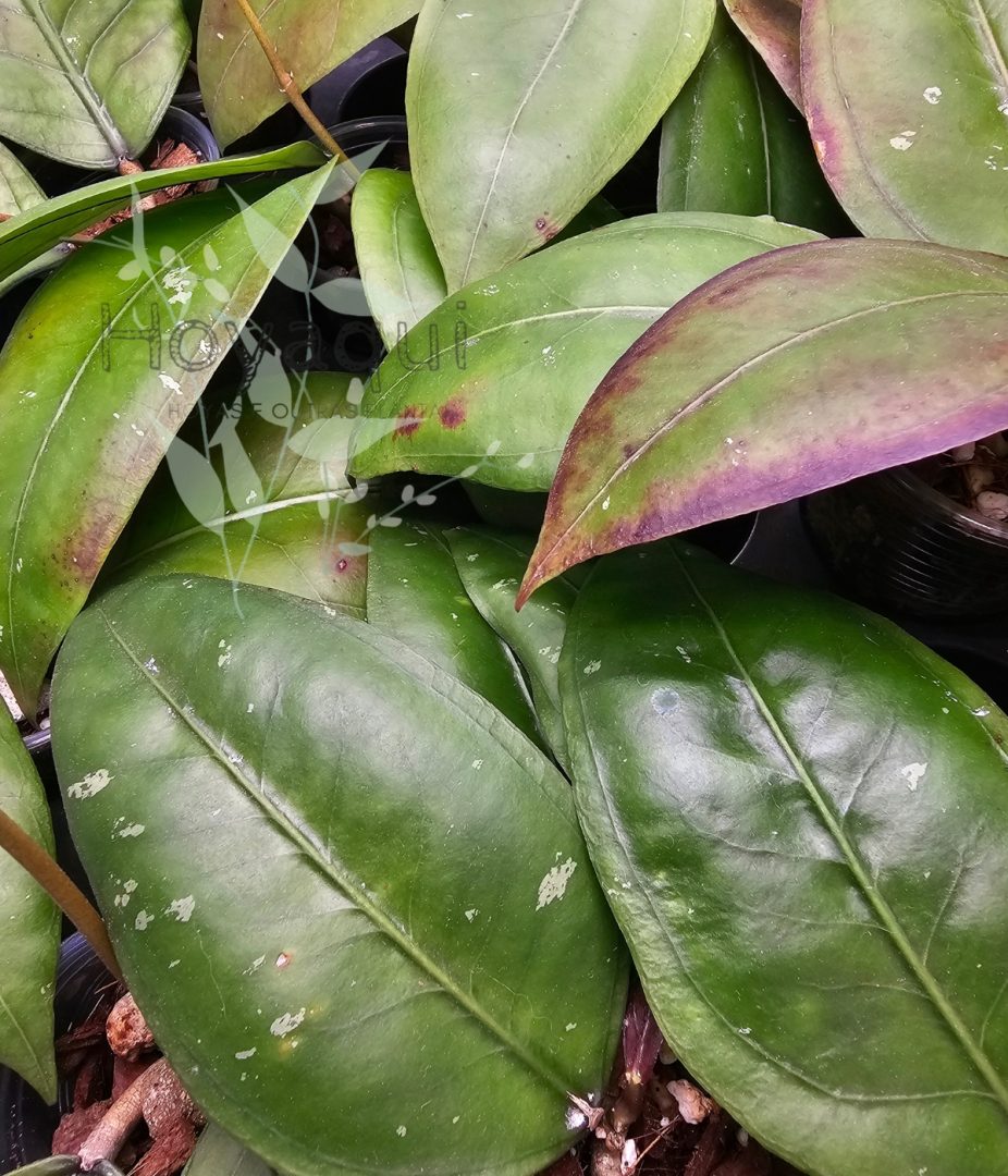 Hoya sp. Gayo CNS 005