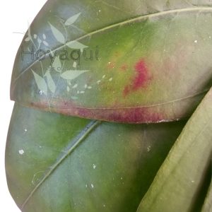 Hoya sp. Gayo CNS 005