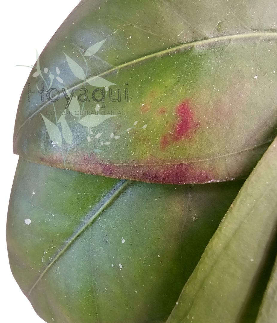 Hoya sp. Gayo CNS 005