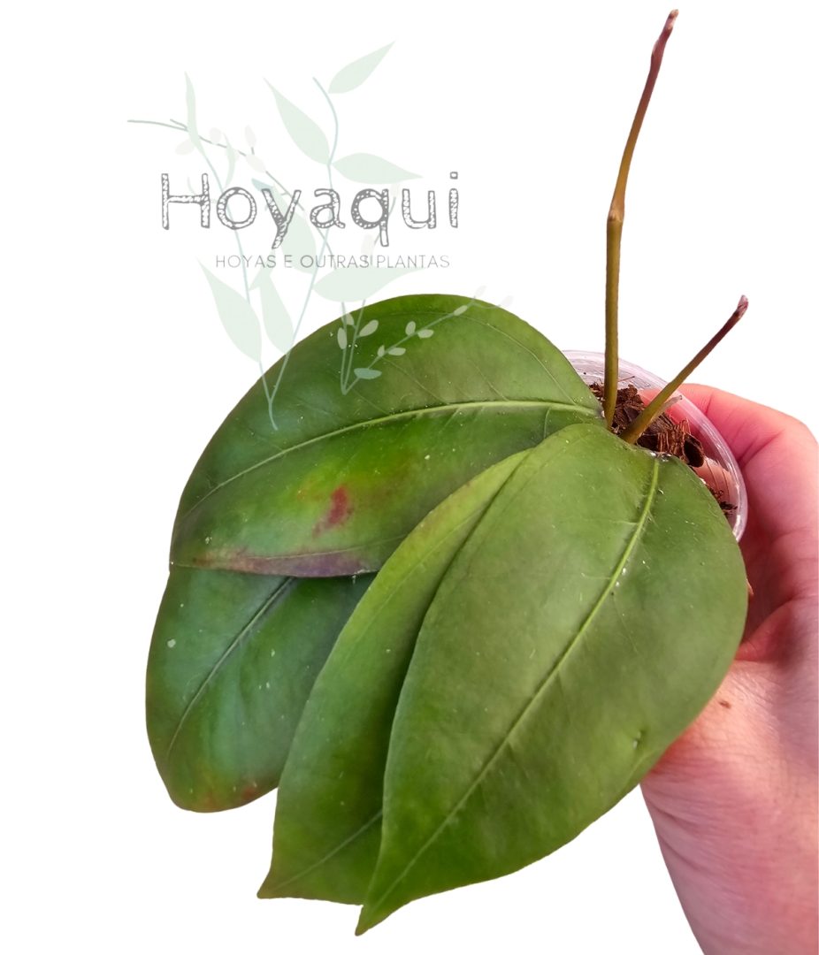 Hoya sp. Gayo CNS 005