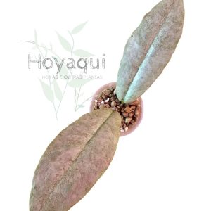 Hoya mitrata ‘Silver’