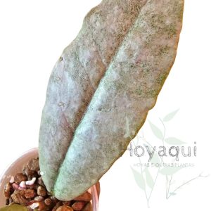 Hoya mitrata ‘Silver’