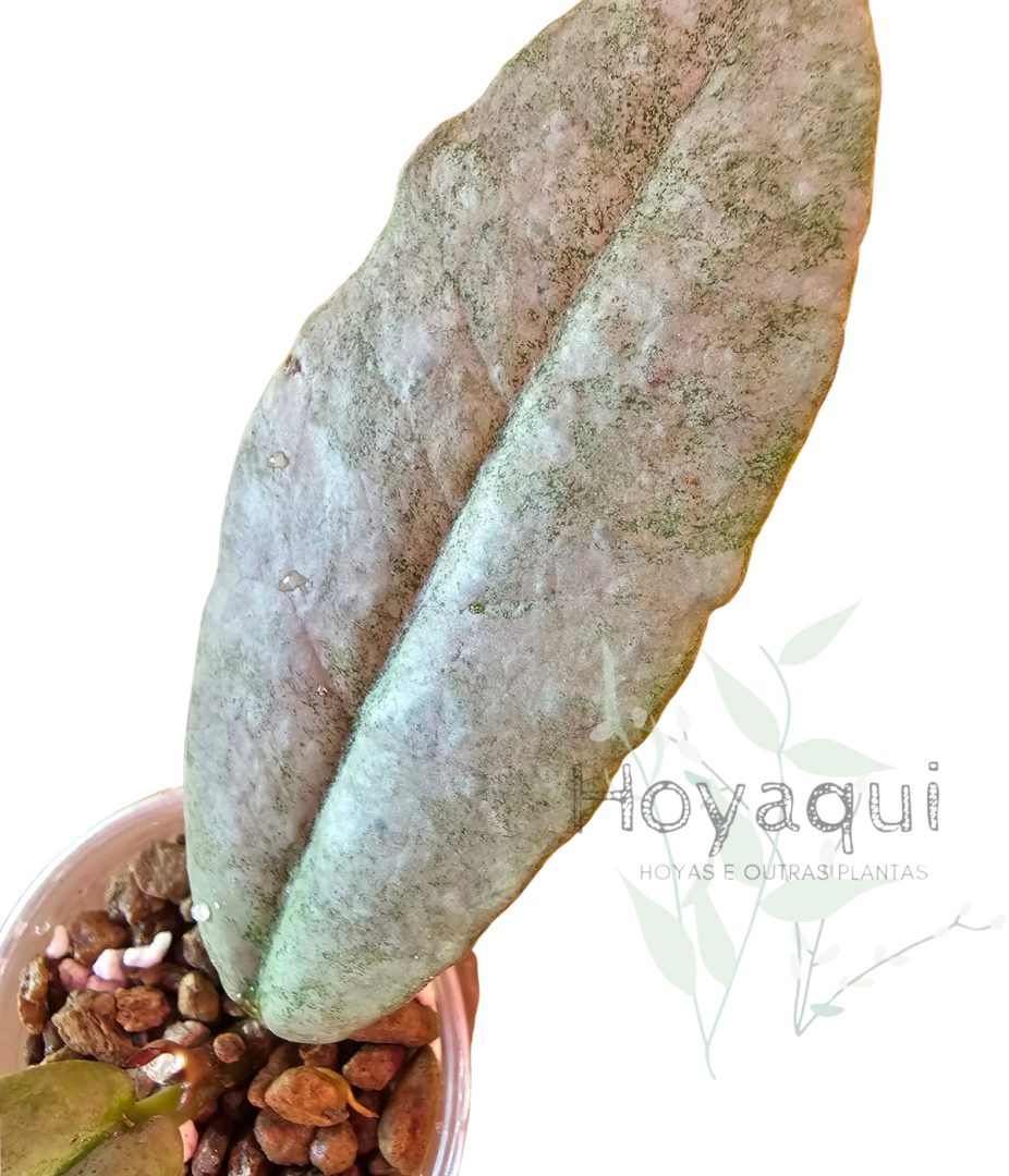 Hoya mitrata ‘Silver’