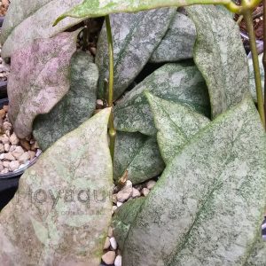 Hoya mitrata ‘Silver’