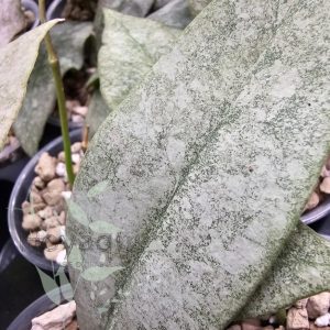 Hoya mitrata ‘Silver’