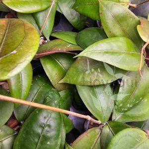 Hoya sp. Gayo (CNS 005)