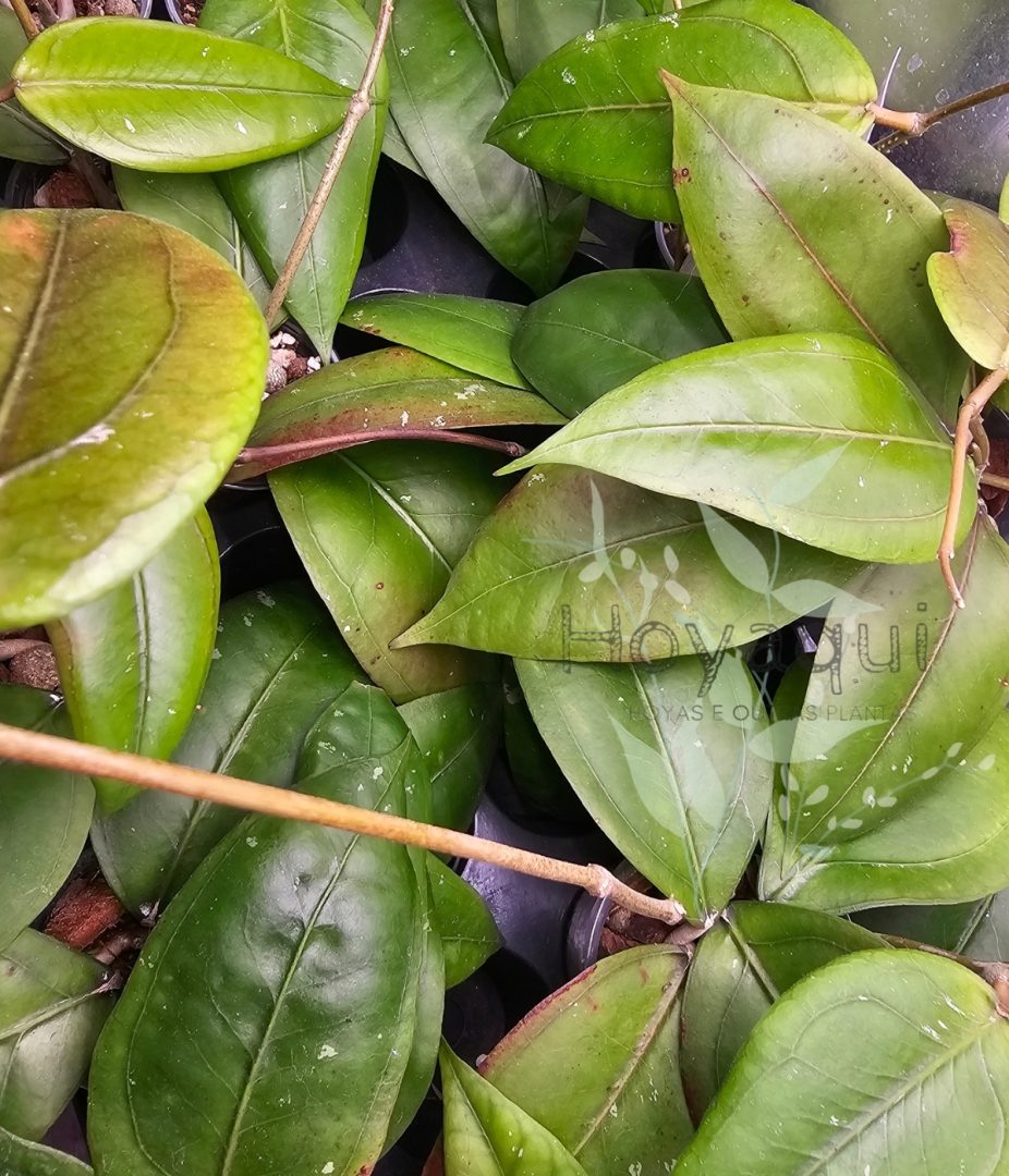 Hoya sp. Gayo (CNS 005)