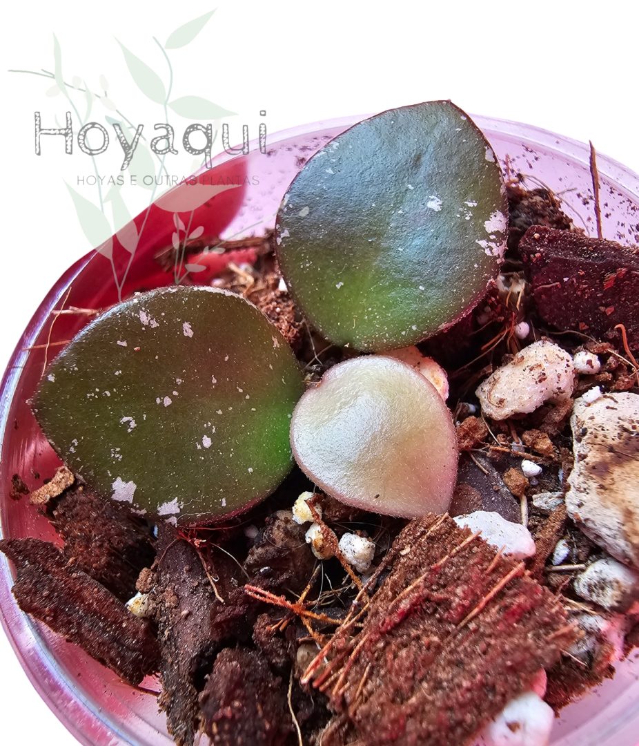 Hoya NOID small round leaf