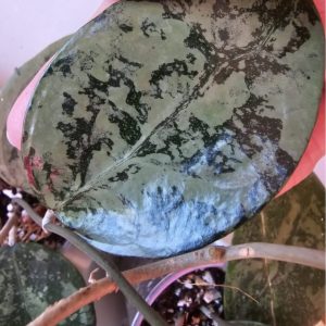 Hoya verticillata 'Nganjuk'