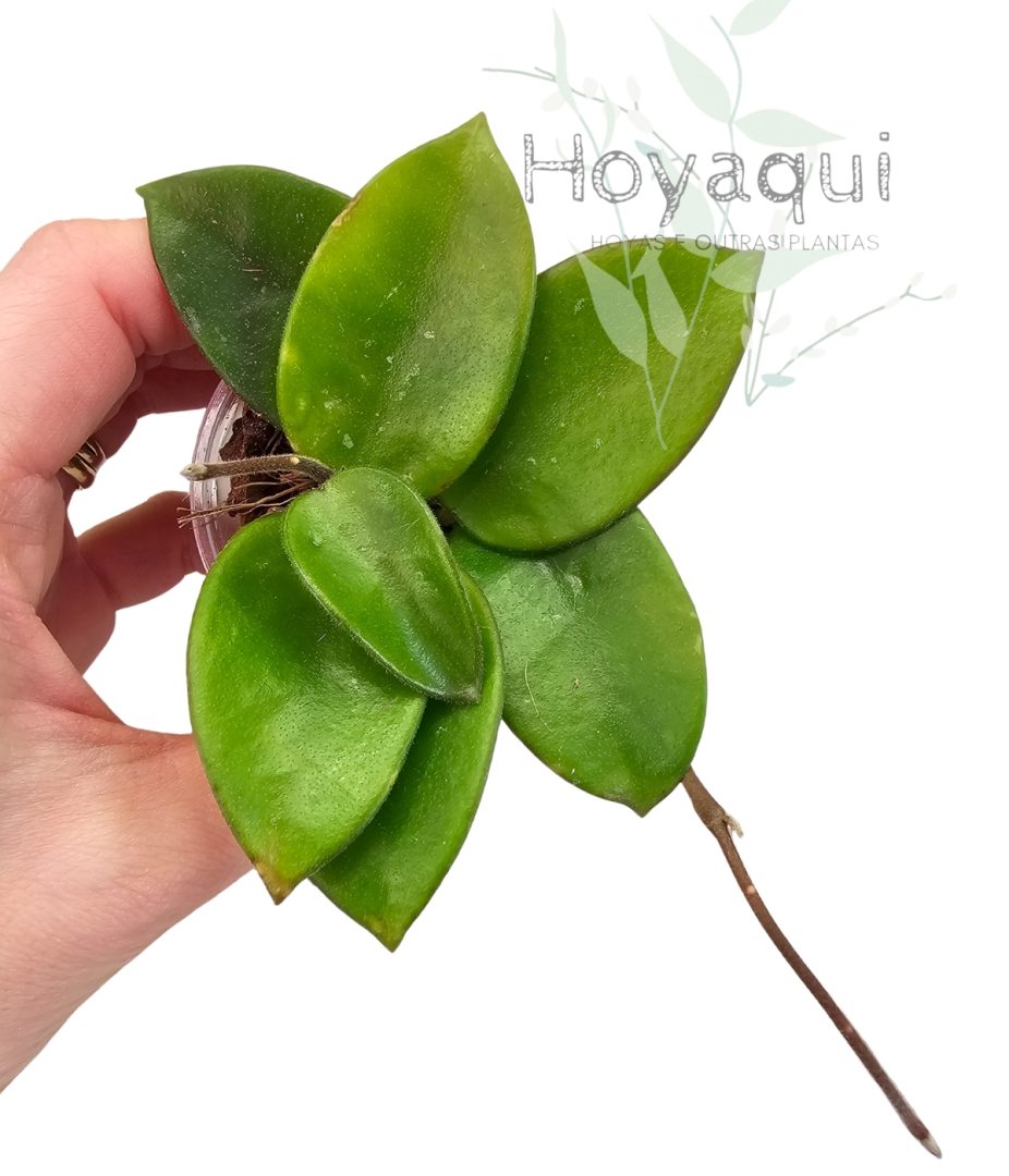 Hoya chouke Hoya chouke