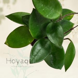 Hoya ‘Chouke’